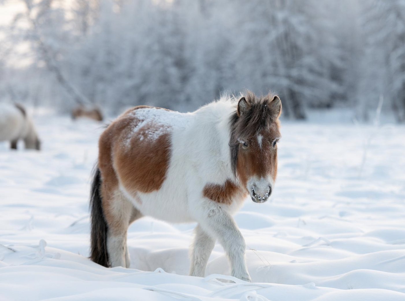 poney poilu neige