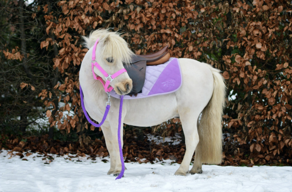 poney violet