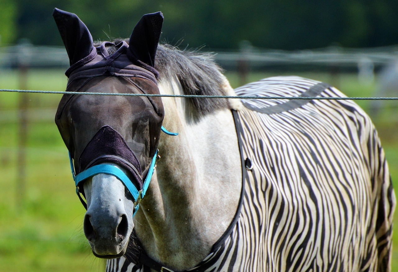 protections anti mouches cheval