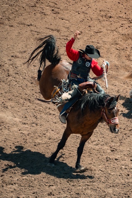 rodeo bronco