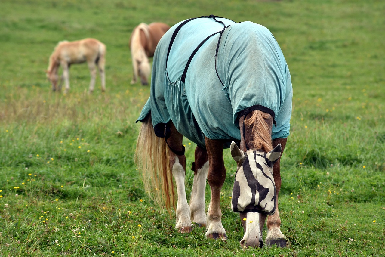 ventrale mouches cheval