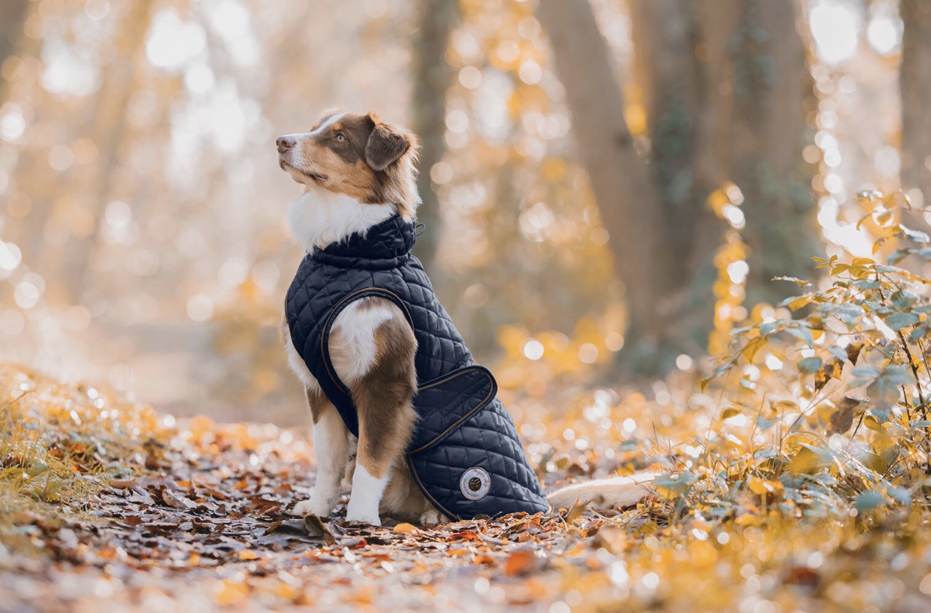veste chien