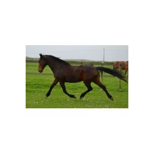 Kissi