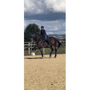 OZT Sporthorses