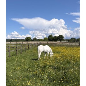 EquiNora