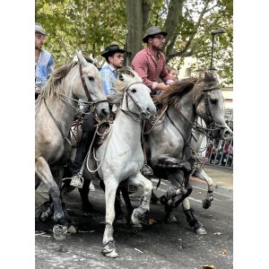 Horses & races