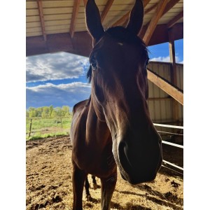 Solenne et ses poneys