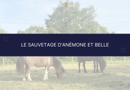 Le Coup de Cœur Preppy 5 : Le sauvetage d’Anémone et Belle