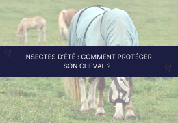 Insectes d’été : comment protéger efficacement son cheval ?