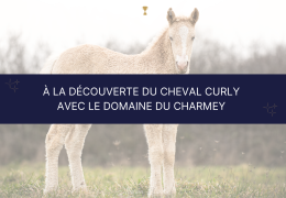 À la découverte du cheval Curly avec le Domaine du Charmey