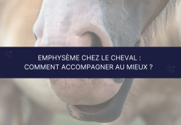 Emphysème chez le cheval : comment accompagner au mieux ?