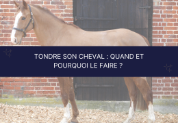 Tondre son cheval : quand et pourquoi le faire ?