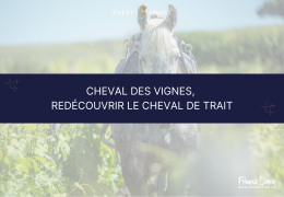 Le Coup de Cœur Preppy 6 : Cheval des vignes, redécouvrir le cheval de trait