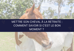 Mettre son cheval à la retraite : comment savoir si c’est le bon moment ?