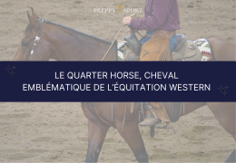 Association Française du Quarter Horse : à l’honneur d’une race emblématique de l’équitation western